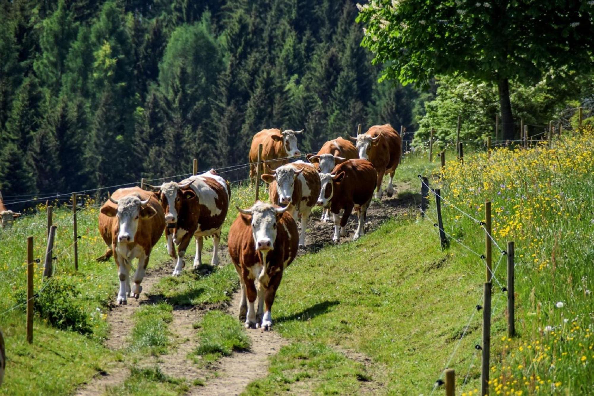 로베르크 Urlaub Auf Dem Haberlhof 빌라 외부 사진